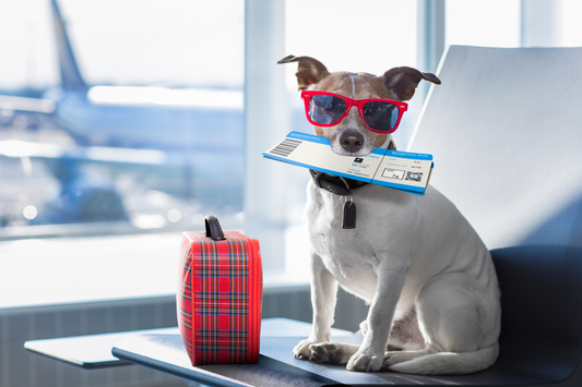 Traveling in Style with your pet